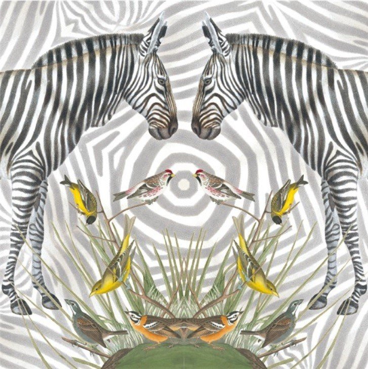 Karnet kwadrat z kopertą Zebra Museums & Galleries