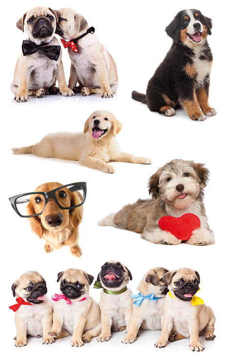 Naklejki BSB - Szczeniaki