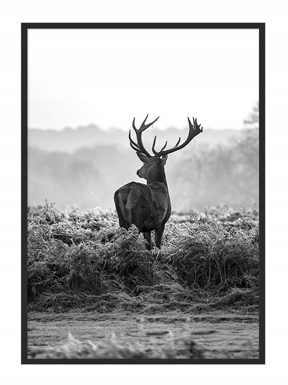 Plakat w ramie E-DRUK Jeleń, 33x43 cm