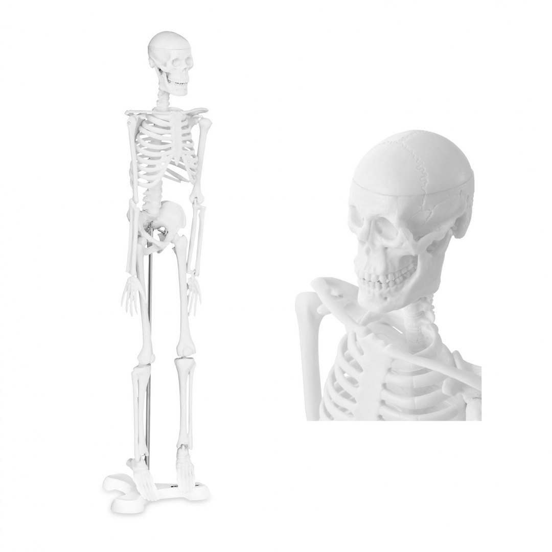 Physa Szkielet człowieka - model anatomiczny - 47 cm PHY-SK-6