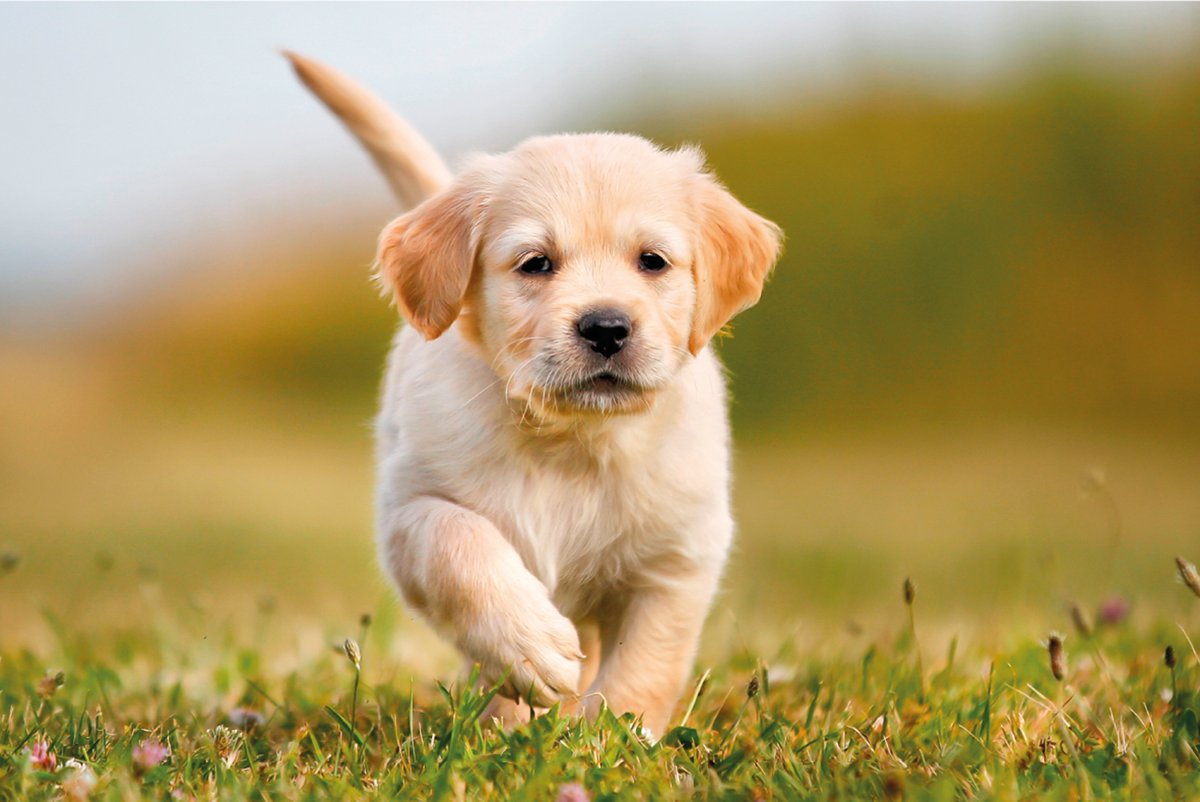 Michalczyk i Prokop Spółka z o.o. Kalendarz trójdzielny Mipro T-105T-09 315x855mm T-105T-09