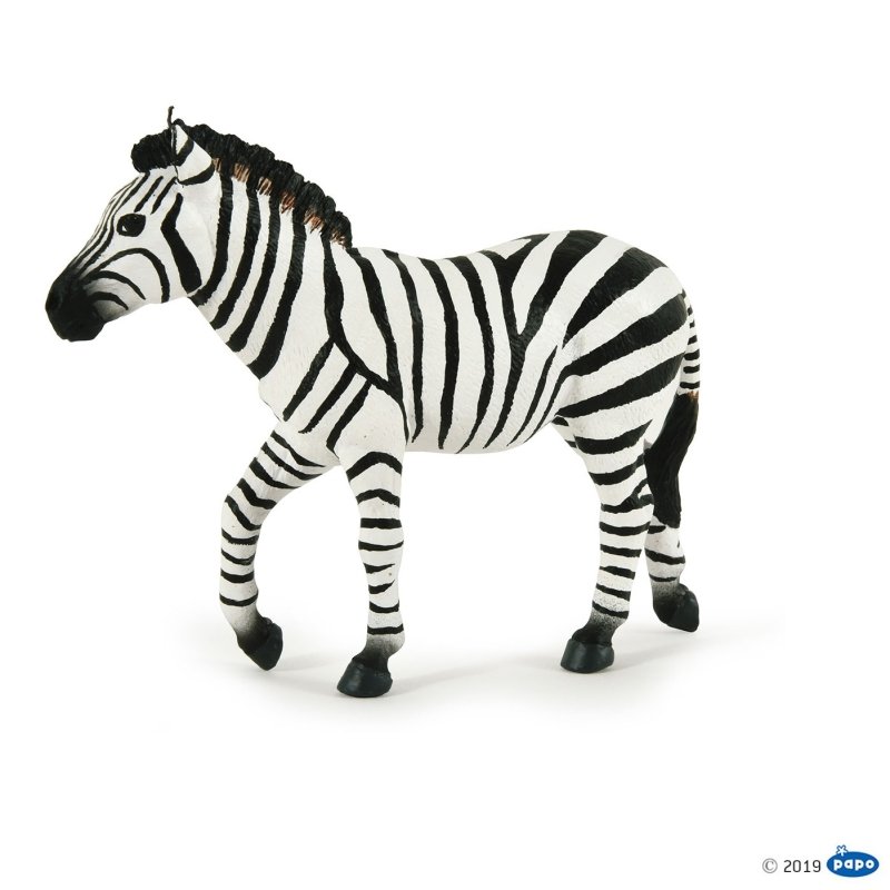 Zebra samiec