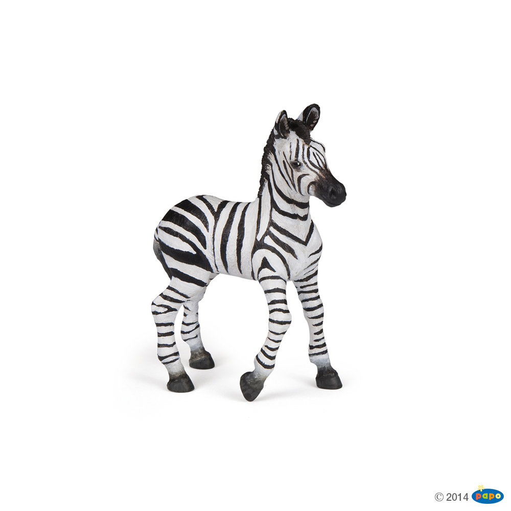 Zebra źrebię
