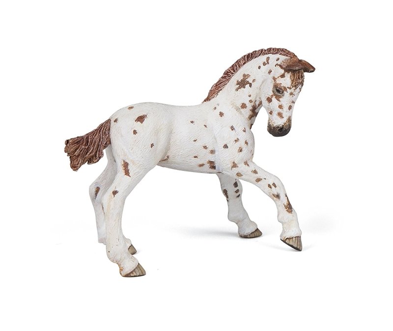 PAPO Żrebię Appaloosa