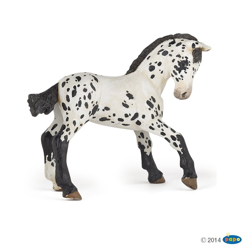 PAPO Źrebię Appaloosa