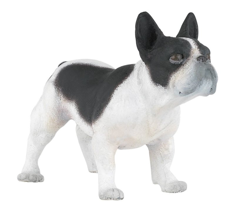Buldog francuski