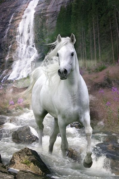 GBeye Biały koń - plakat PH0455
