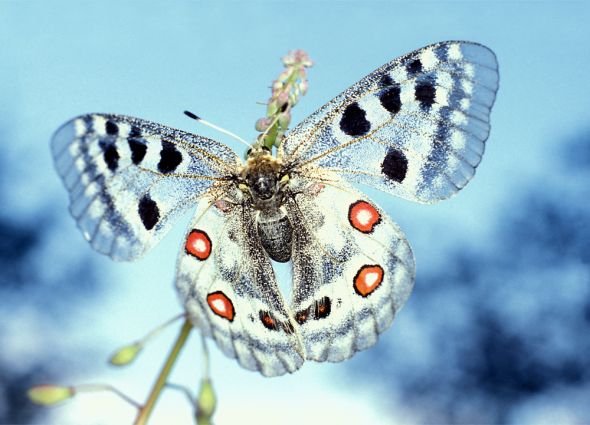 Фото - Шпалери Motyl Apollofalter - fototapeta