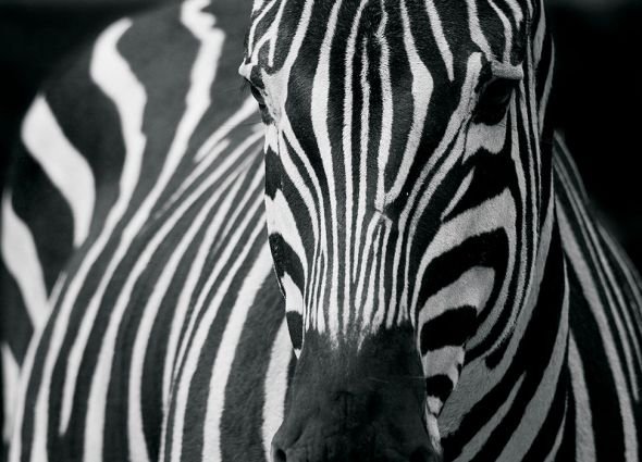 Nice Wall Zebra - fototapeta FM0524