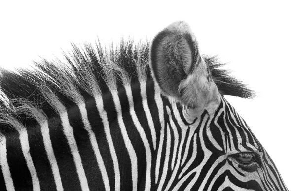 Zdjęcia - Tapeta Gorgeous Zebra! - fototapeta