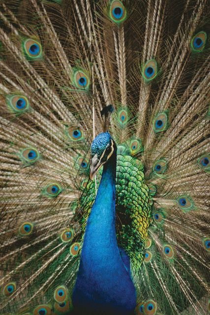 Ptak Paw Niebieski rozłożony ogon plakat 61x91,5cm