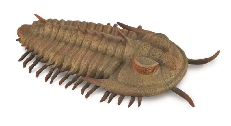 Collecta Redlichia Rex Trylobit - 88906 - L