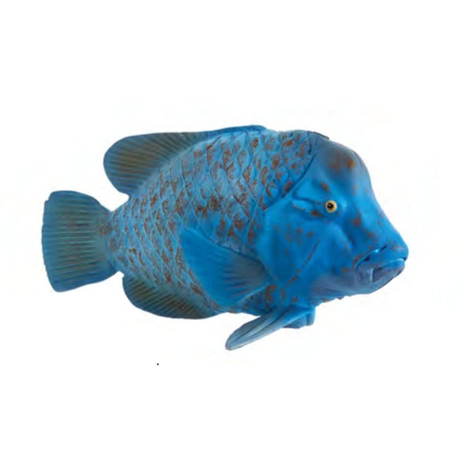 Animal Planet Ryba Achoerodus - 387356 - L