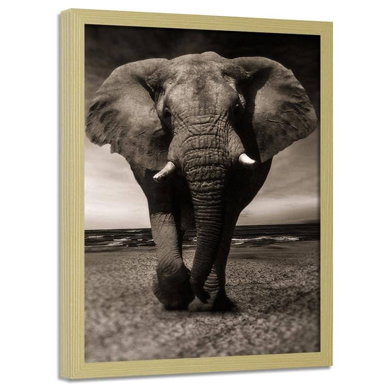 Obraz w ramie naturalnej FEEBY, Afryka Słoń Czarno Biały 30x40