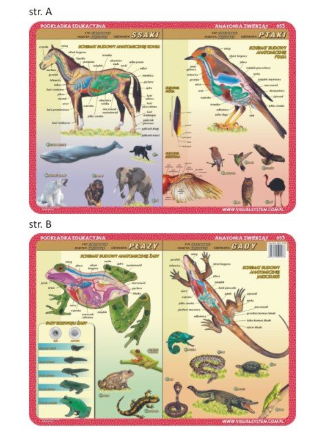 Visual System Podkładka na biurko anatomia zwierząt, VISUAL SYSTEM