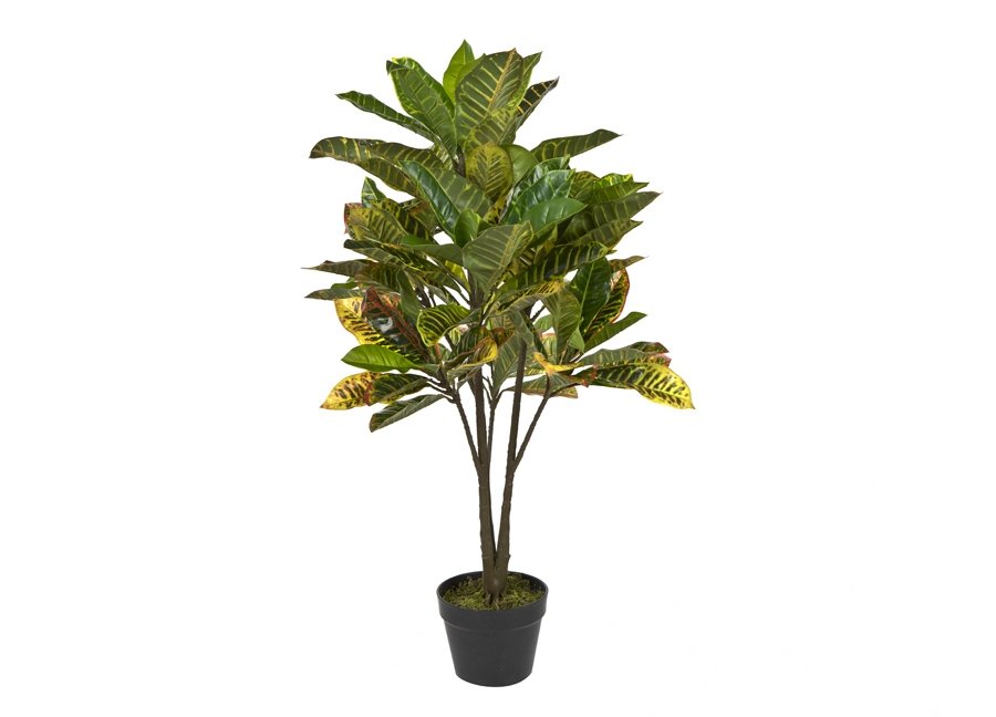 Roślina doniczkowa Kroton zielony 100cm PROMO