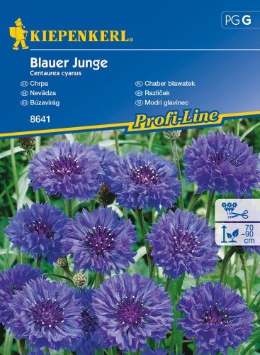 Kiepenkerl Chaber bławatek Blauer Junge Centaurea cyanus 102296