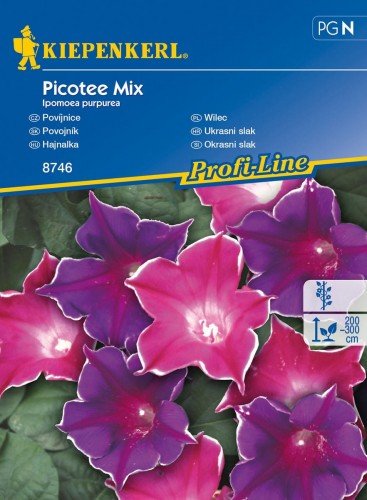 Kiepenkerl Wilec Picotee Mix Ipomoea purpurea 102383