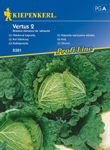 Kiepenkerl Kapusta warzywna włoska Vertus 2 Brassica oleracea var sabauda 102324