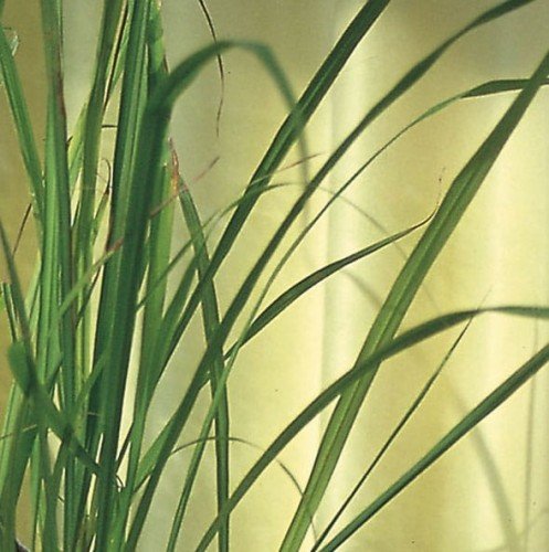 Kiepenkerl Trawa cytrynowa Kiepenkerl 101188