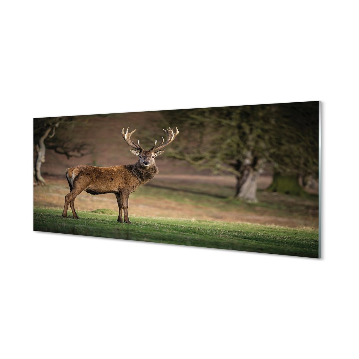 Panel szklany między szafki Jeleń na polu 125x50 cm