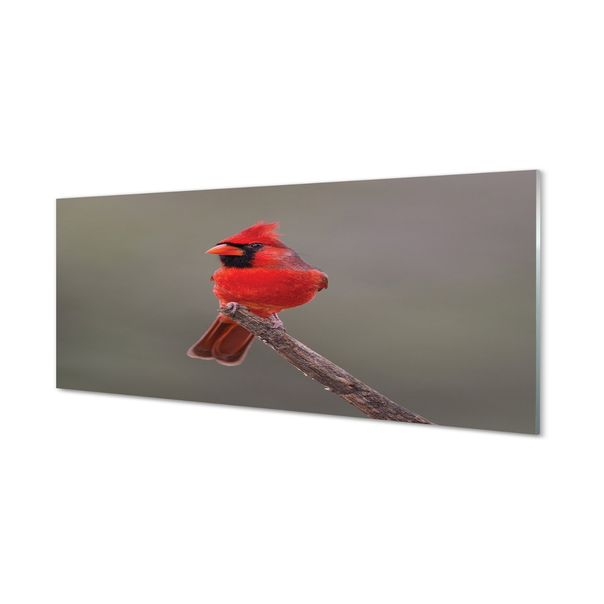 Panel ścienny Czerwona papuga na gałęzi 125x50 cm