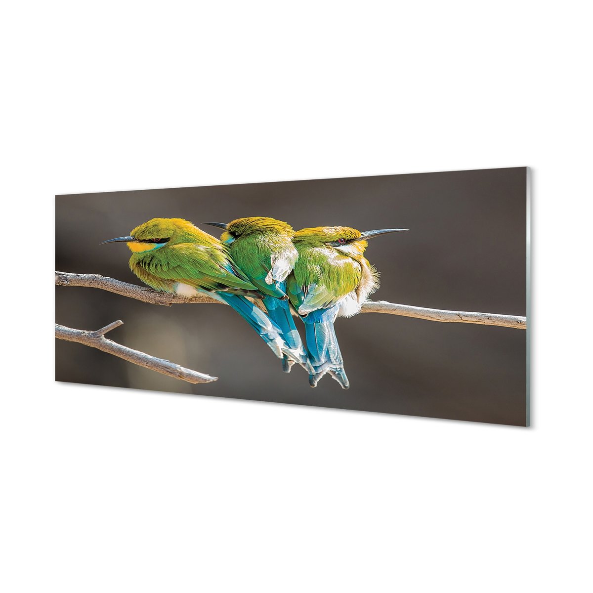 Nowoczesny panel szklany Ptaki na gałęzi 125x50 cm