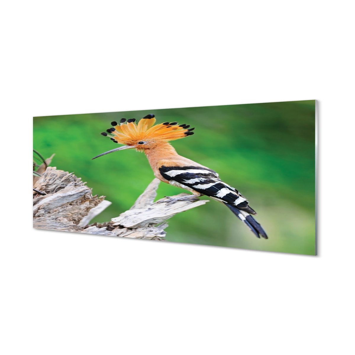 Szklany panel + klej Drzewo kolorowa papuga 125x50 cm
