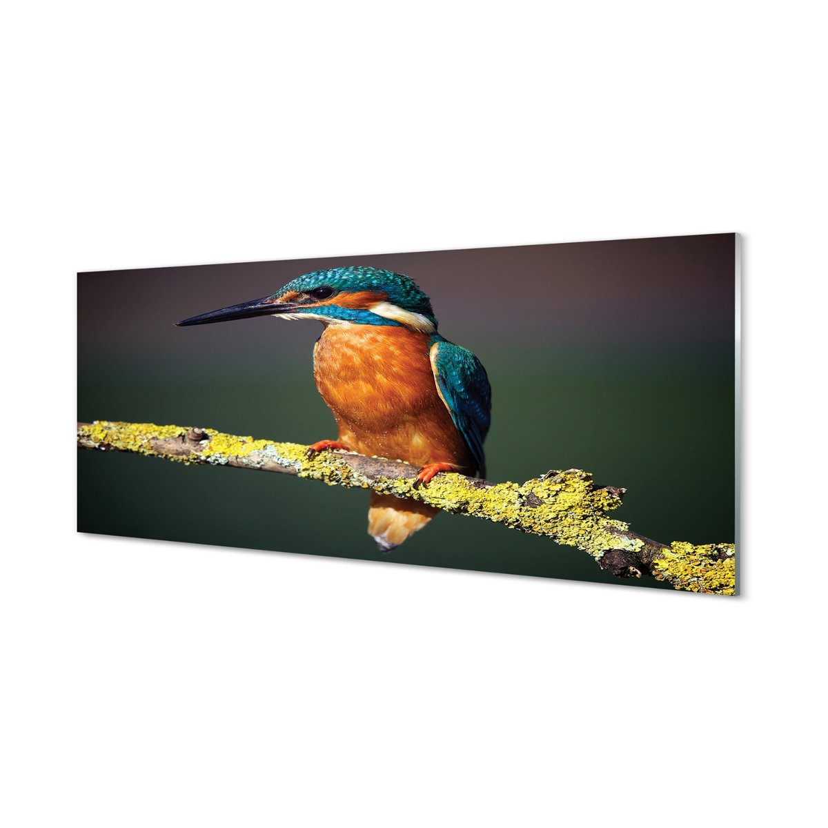 Szkło lacobel Kolorowy ptak na gałęzi 125x50 cm
