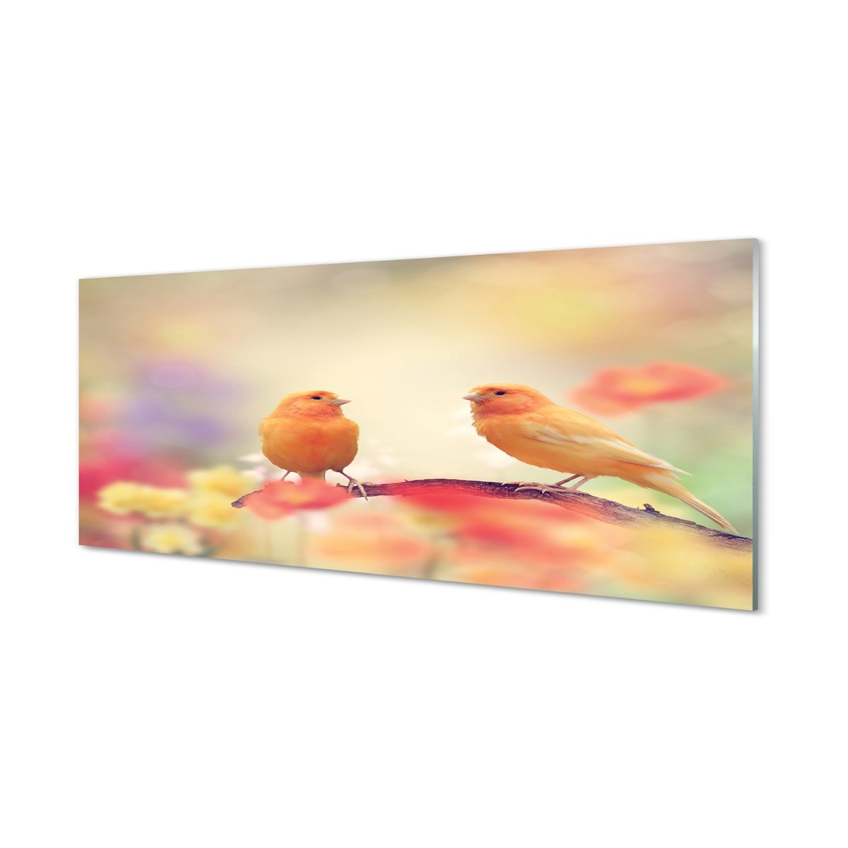 Szklany panel do kuchni Kolorowe papugi 125x50 cm