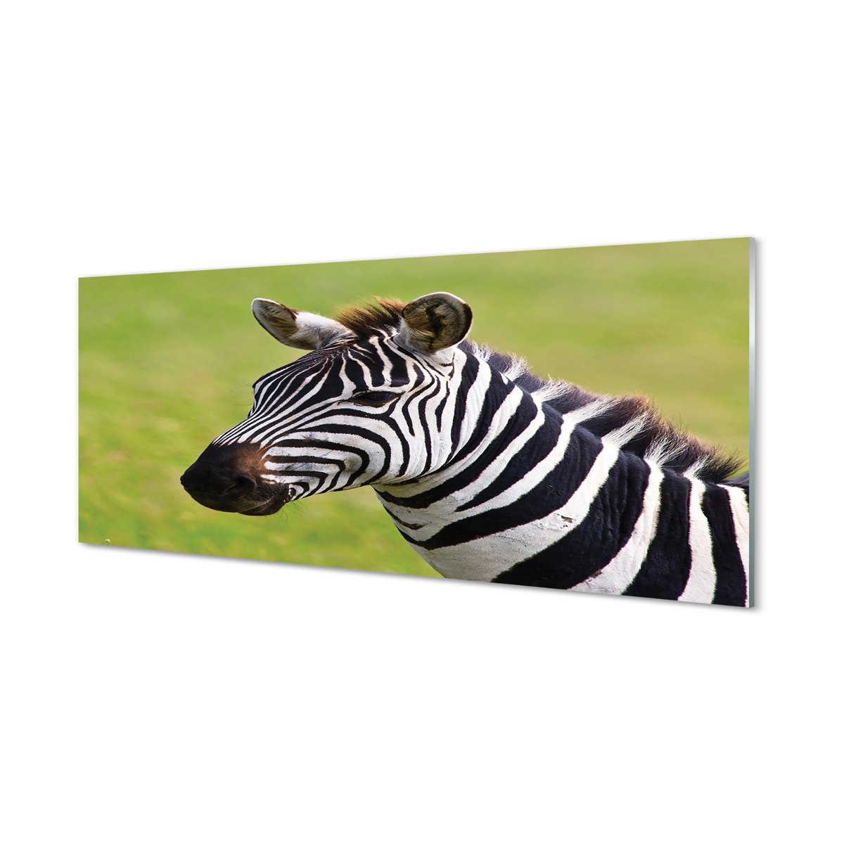 Panel dekoracyjny szkło hartowane Zebra 125x50 cm