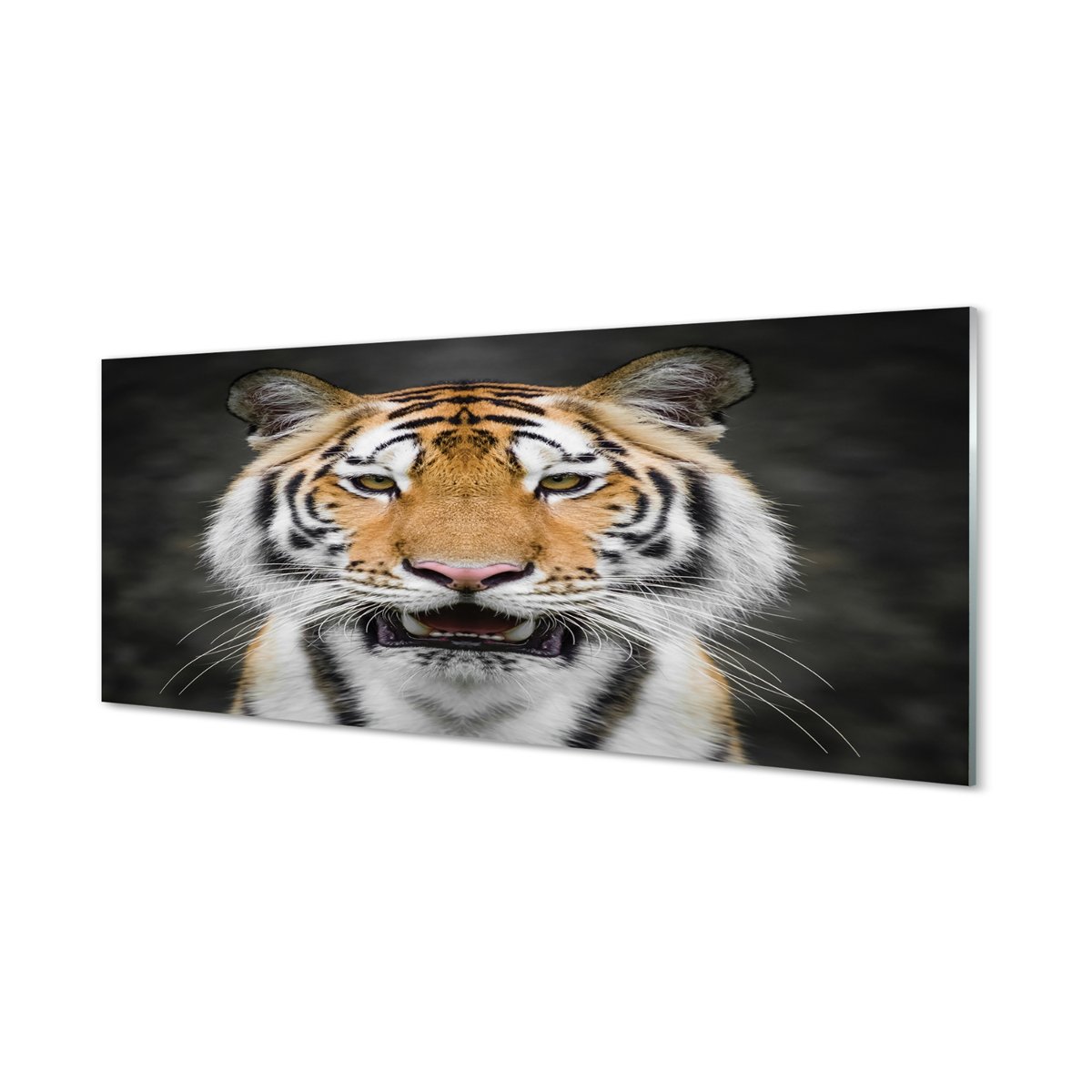 Foto panel kuchenny z grafiką + klej Tygrys 125x50 cm