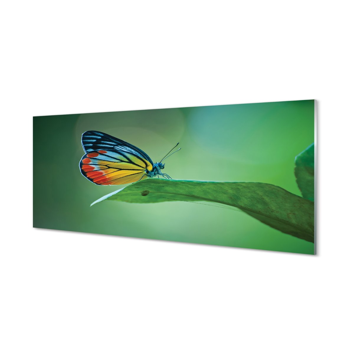 Szklany lacobel + klej Kolorowy motyl liść 125x50 cm
