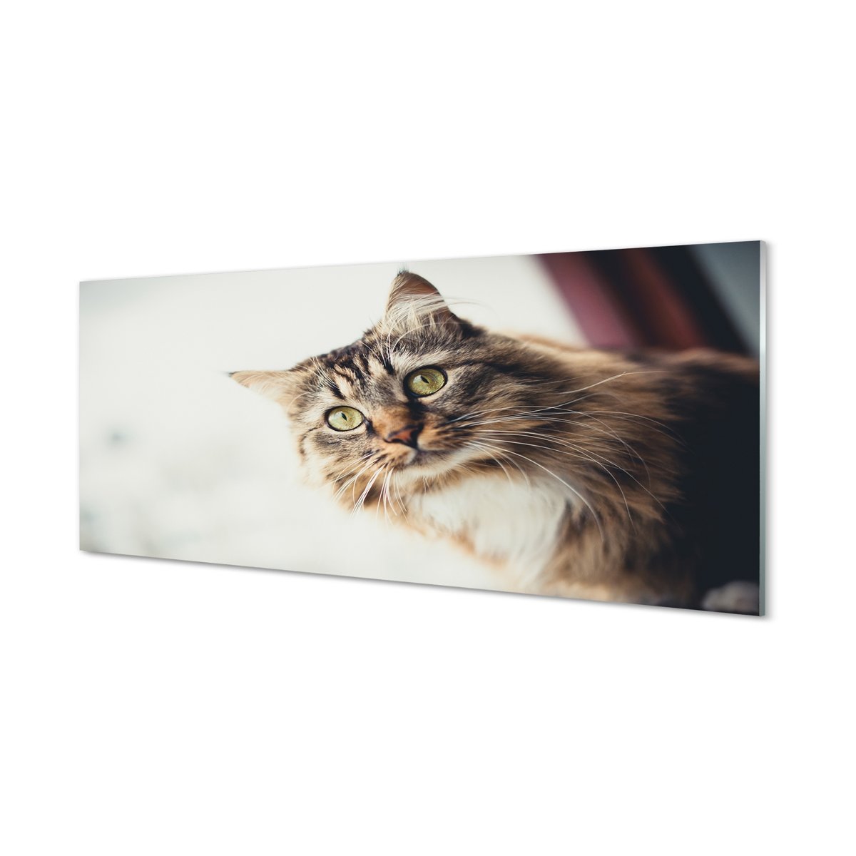 Panel szklany klej Kot maine coon 125x50 cm