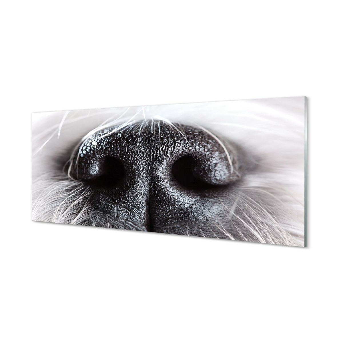 Ochronna płyta szkło między szafki Nos psa 125x50 cm