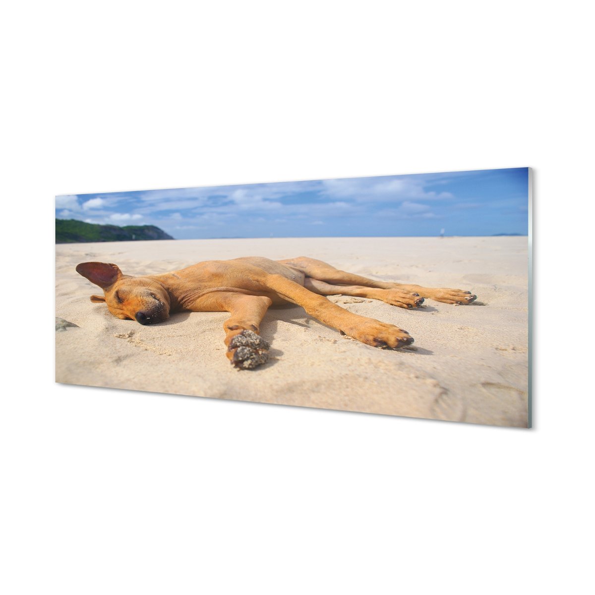 Lacobel szklany + klej Leżący pies plaża 125x50 cm