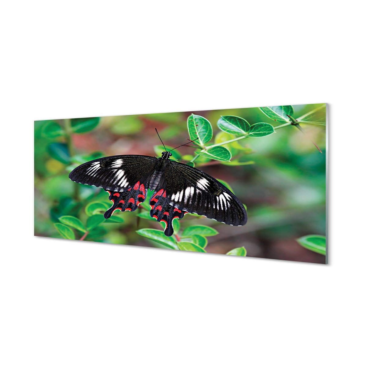 Panel dekoracyjny Liście kolorowy motyl 125x50 cm