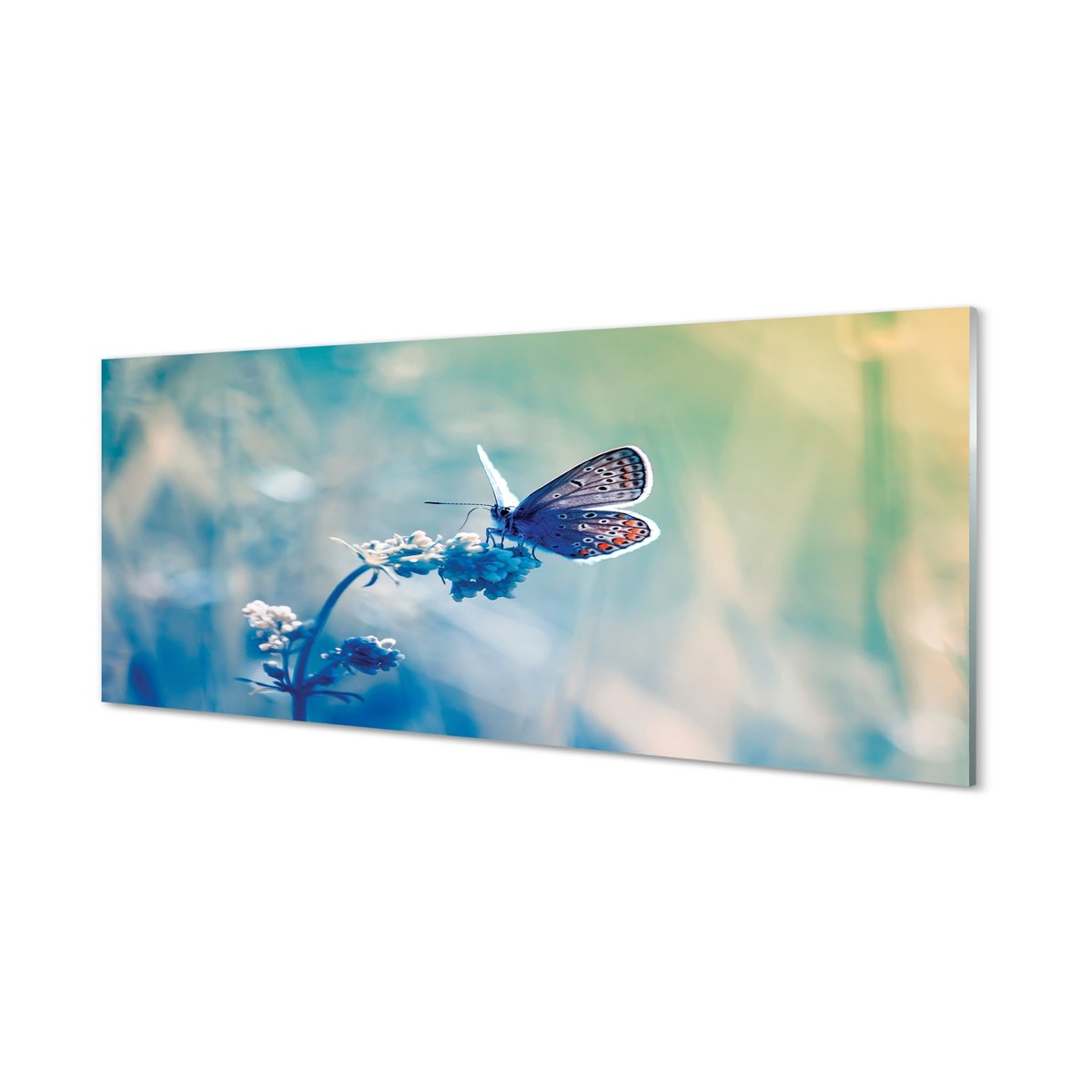 Panel ze szkła hartowanego Kolorowy motyl 125x50 cm