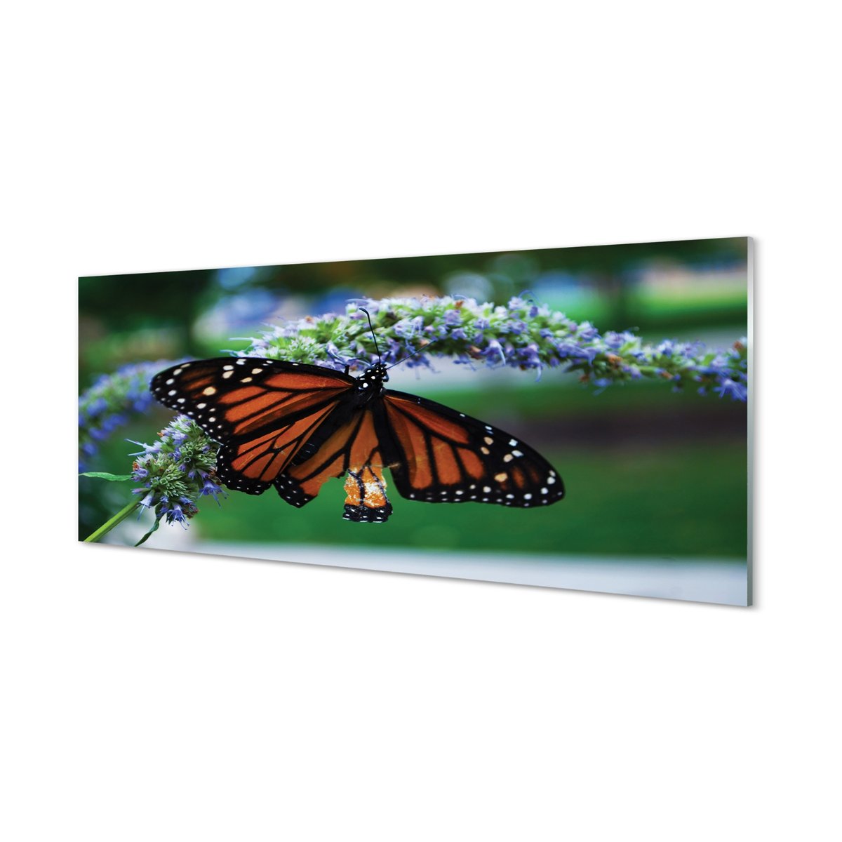 Nowoczesny panel szklany Motyl na kwiatku 125x50 cm