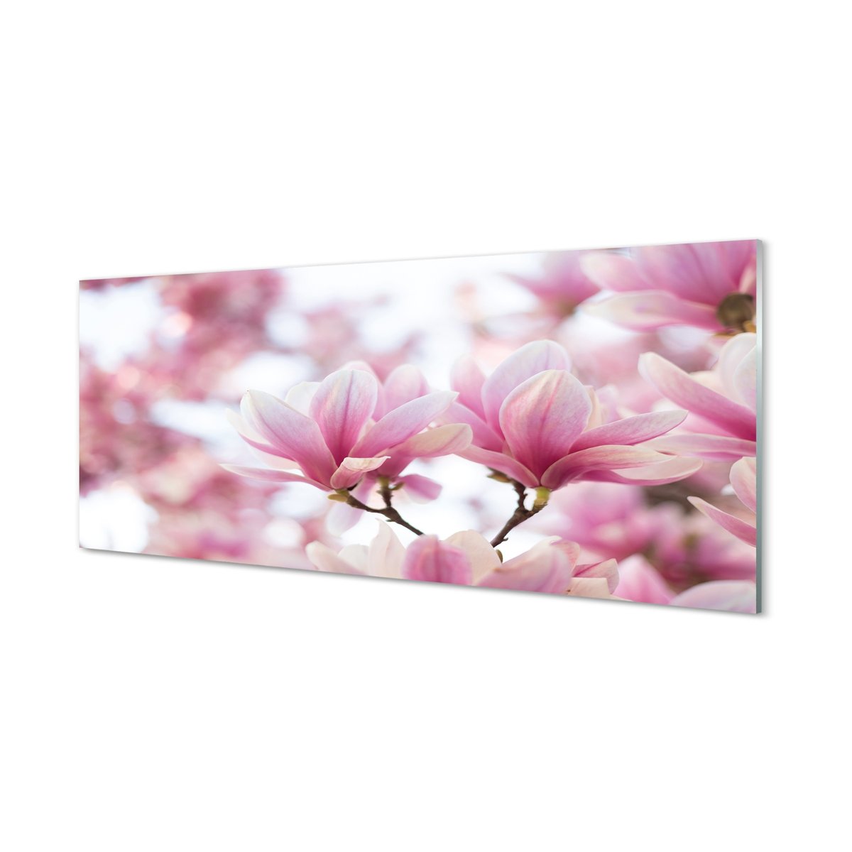 Szklany panel do kuchni Magnolia drzewa 125x50 cm