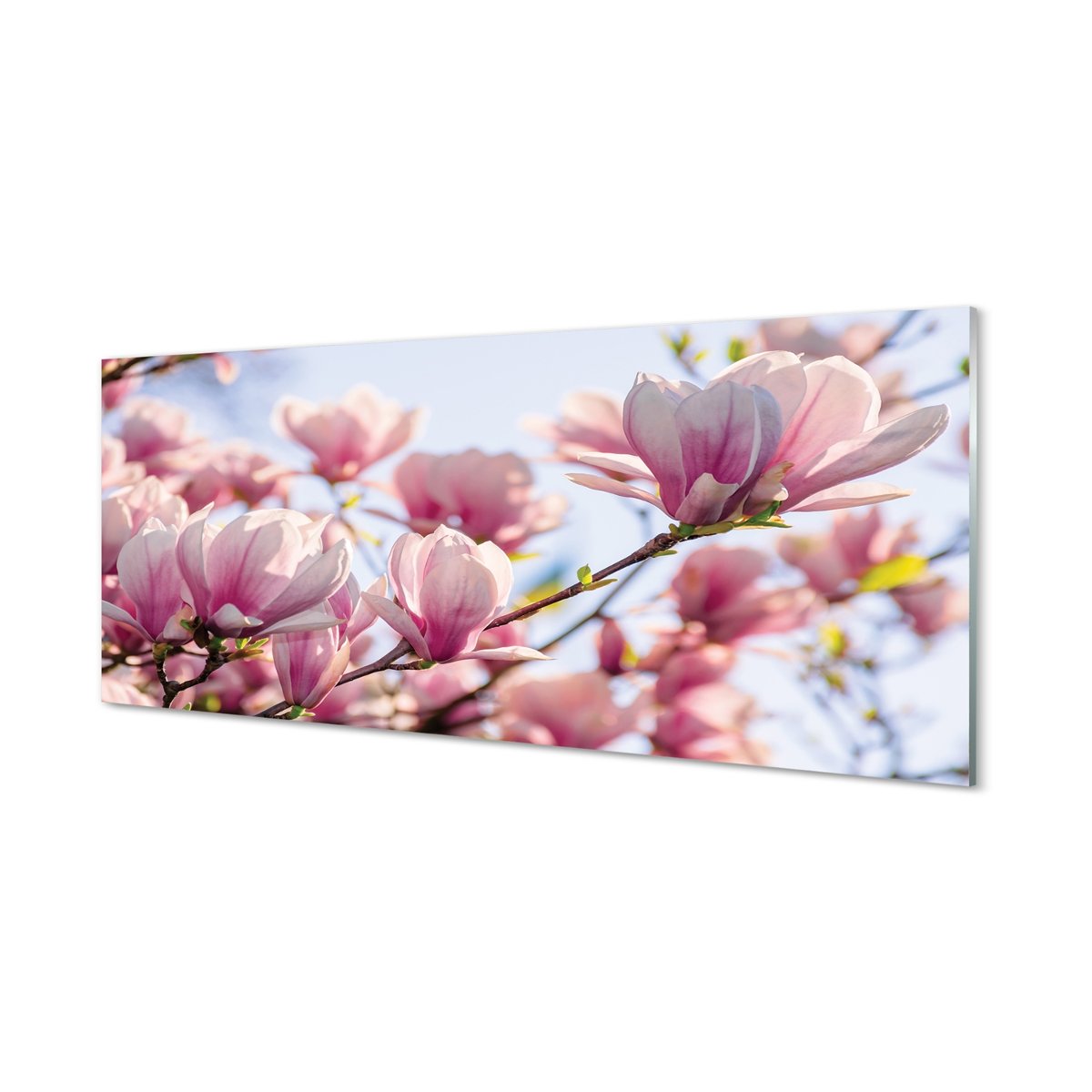 Nowoczesny lacobel z grafiką Magnolia 125x50 cm