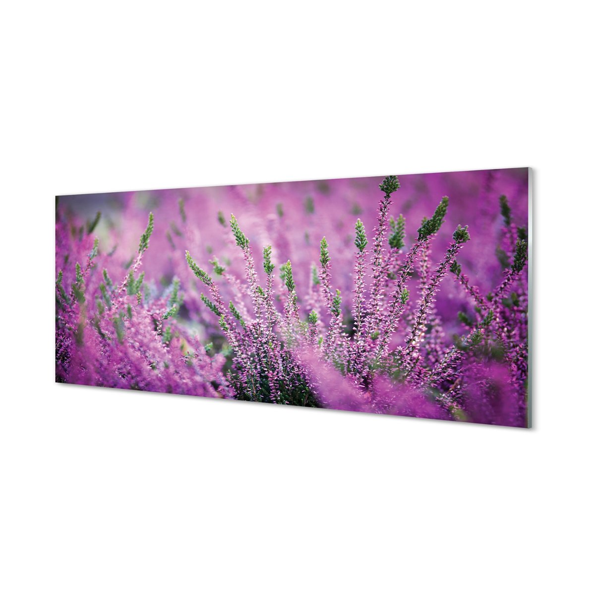 Ochronny panel do kuchni + klejPole wrzosy 125x50 cm