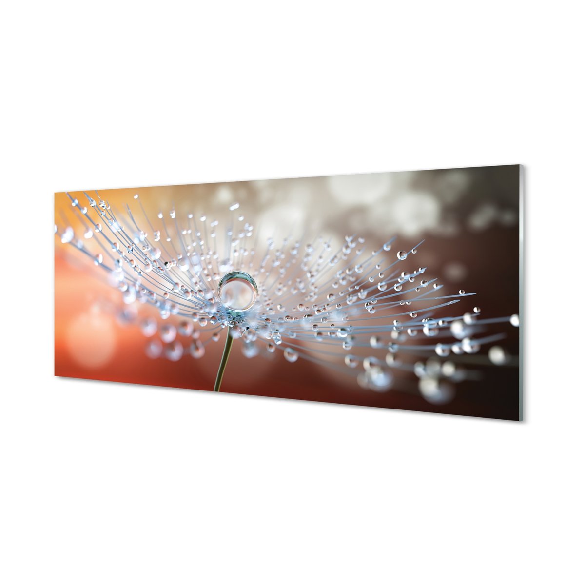 Lacobel szkło Krople dmuchawiec makro 125x50 cm