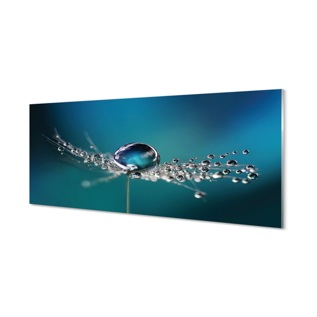 Szklany panel Krople dmuchawiec makro 125x50 cm