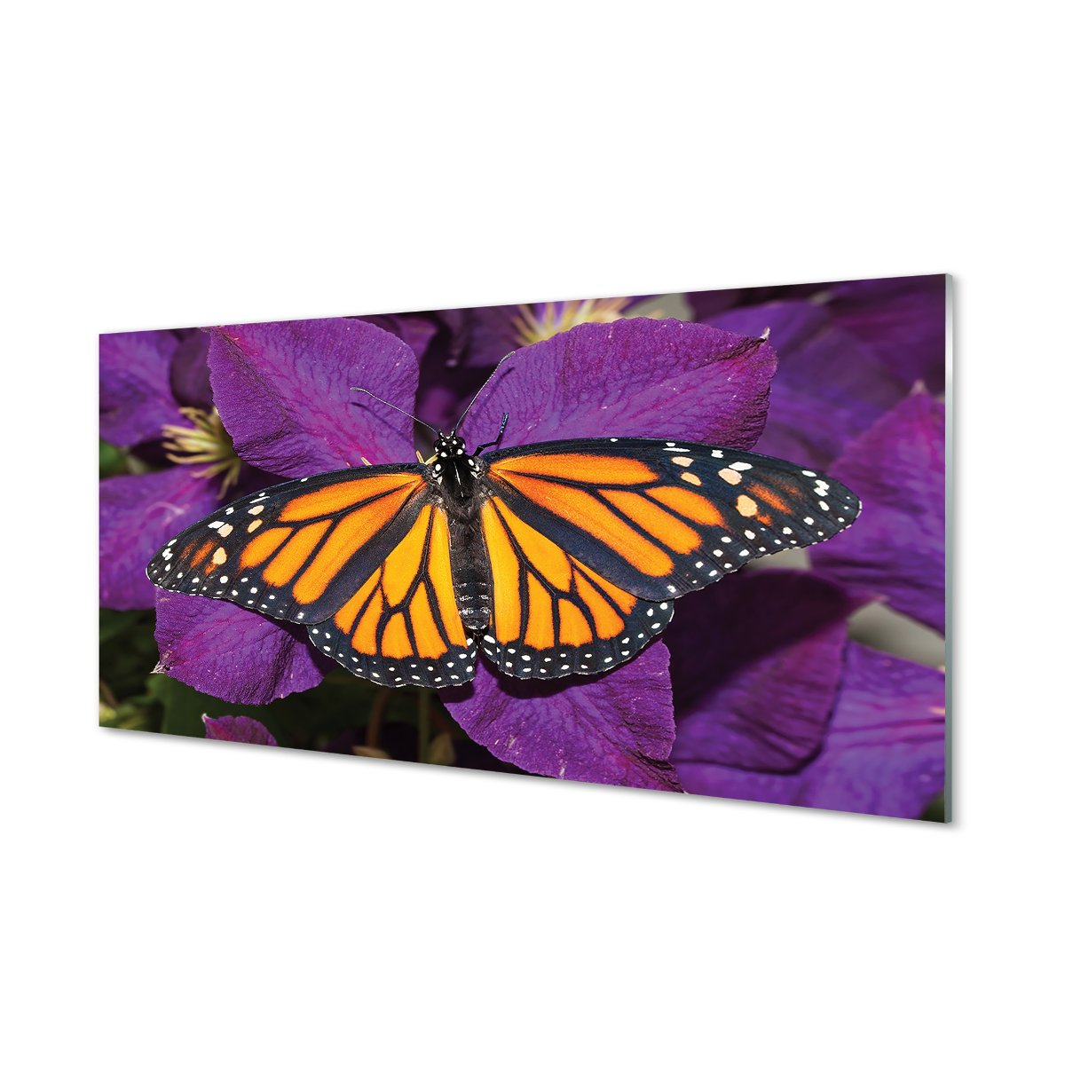 Szklany panel + klej Kolorowy motyl kwiaty 120x60