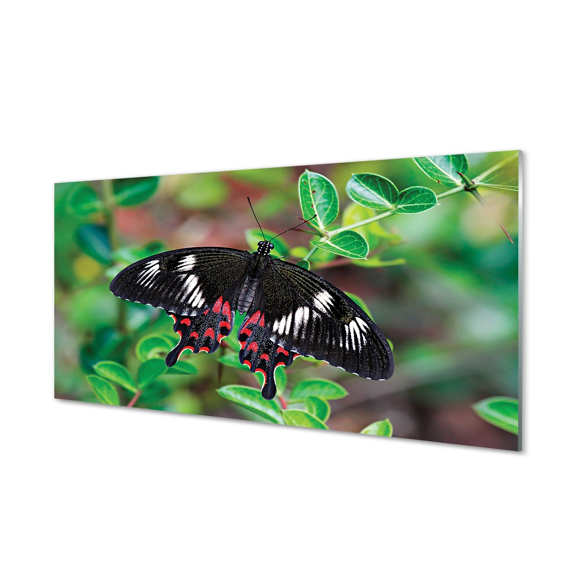 Panel dekoracyjny  Liście kolorowy motyl 120x60 cm