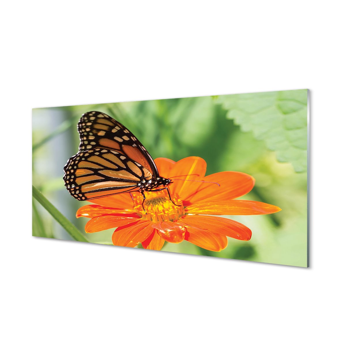 Kuchenny panel szklany Kwiat kolorowy motyl 120x60