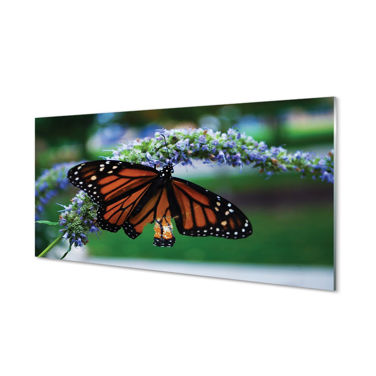Nowoczesny panel szklany Motyl na kwiatku 120x60