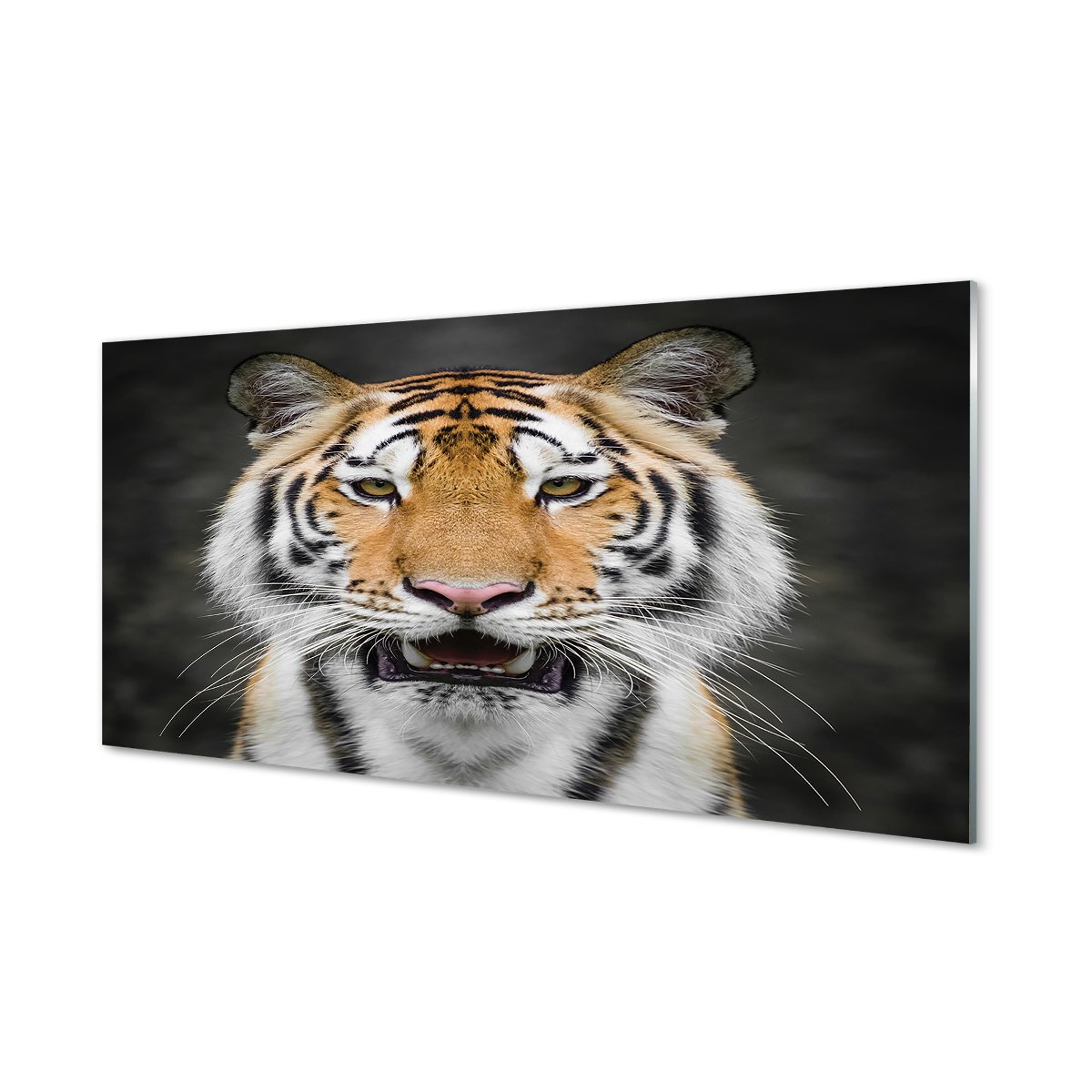 Foto panel kuchenny z grafiką + klej Tygrys 120x60
