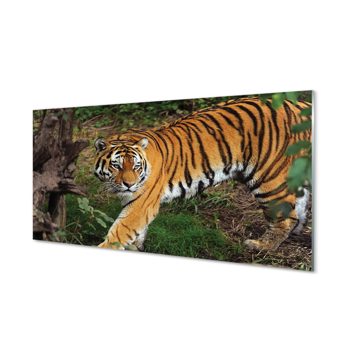 Płyta szklana do kuchni + klej Tygrys las 120x60
